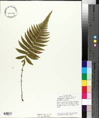 Thelypteris maemonensis image