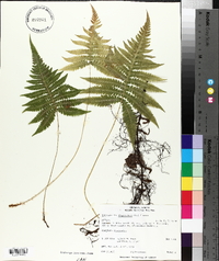 Thelypteris phegopteris image