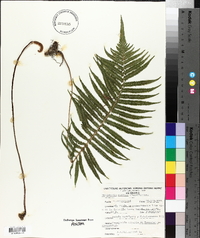 Thelypteris kunthii image