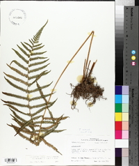 Thelypteris kunthii image