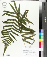 Thelypteris kunthii image