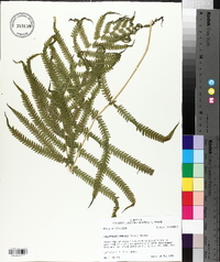 Thelypteris kunthii image