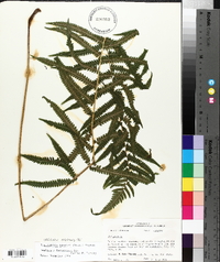 Thelypteris kunthii image