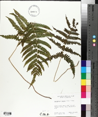 Thelypteris kunthii image