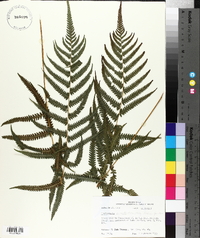 Thelypteris kunthii image