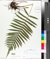 Thelypteris kunthii image