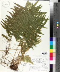 Thelypteris kunthii image