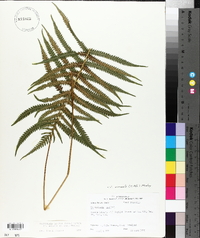 Thelypteris kunthii image