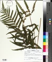 Thelypteris kunthii image