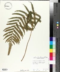 Thelypteris kunthii image