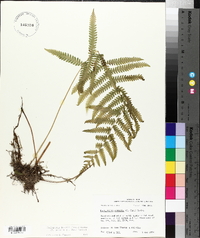 Thelypteris kunthii image