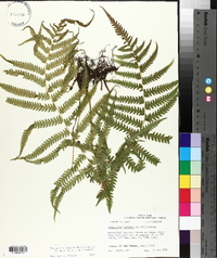 Thelypteris kunthii image