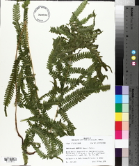 Thelypteris kunthii image