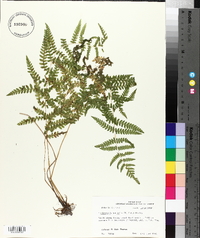 Thelypteris kunthii image