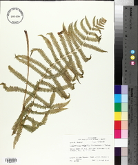 Thelypteris kunthii image