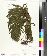 Thelypteris kunthii image