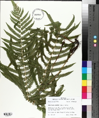 Thelypteris kunthii image