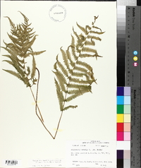 Thelypteris kunthii image