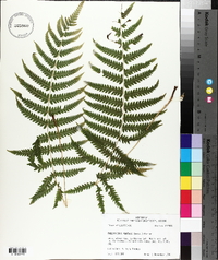 Thelypteris kunthii image