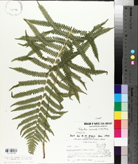 Thelypteris kunthii image