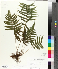 Thelypteris kunthii image