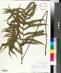 Thelypteris kunthii image