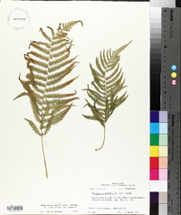 Thelypteris kunthii image