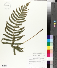 Thelypteris kunthii image