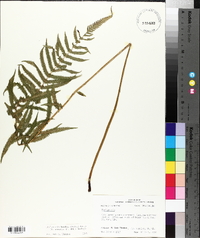 Thelypteris kunthii image