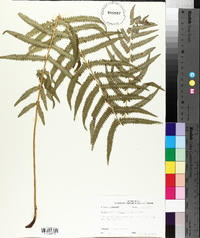 Thelypteris kunthii image