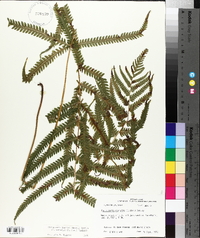 Thelypteris kunthii image