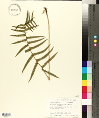 Thelypteris kunthii image