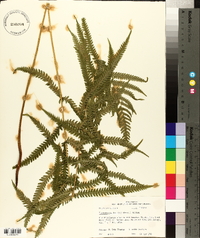 Thelypteris kunthii image