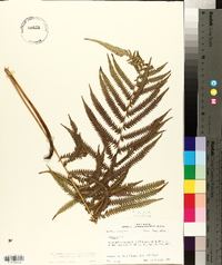 Thelypteris kunthii image