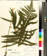 Thelypteris kunthii image