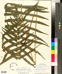 Thelypteris kunthii image