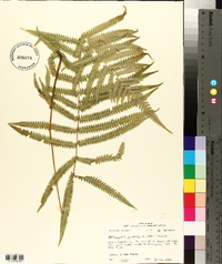 Thelypteris kunthii image