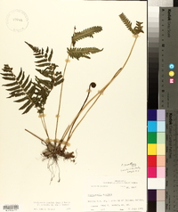 Thelypteris kunthii image