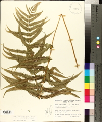 Thelypteris kunthii image