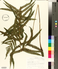 Thelypteris kunthii image