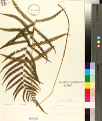 Thelypteris kunthii image