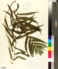 Thelypteris kunthii image