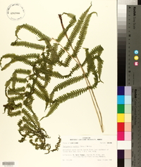 Thelypteris kunthii image