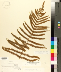 Thelypteris kunthii image