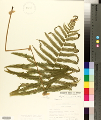 Thelypteris kunthii image