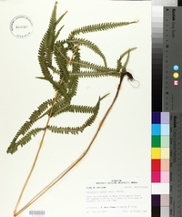 Thelypteris kunthii image