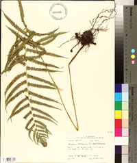 Thelypteris kunthii image