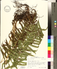 Thelypteris kunthii image