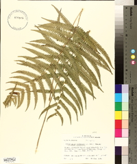 Thelypteris kunthii image