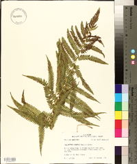 Thelypteris kunthii image